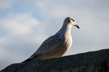 seagull on a blue sky