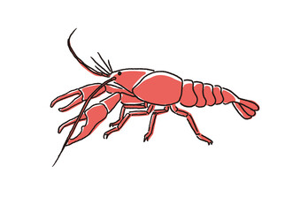 アメリカザリガニ　横向き