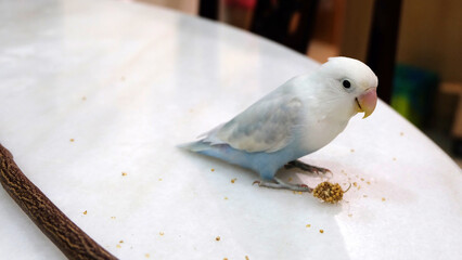A pastel blue Fischer's Lovebird standing on top of a dining table, with a small piece of millet near its feet.