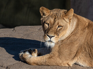 Löwe
