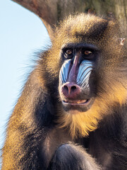 Mandrill