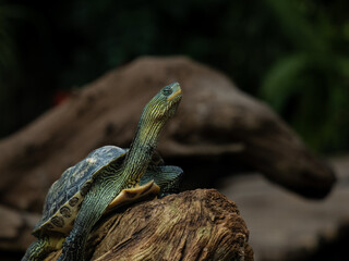 Schildkröte