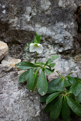 a white flower grows on gray stones