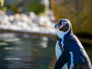 Humbold Pinguin