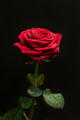 red rose on black background