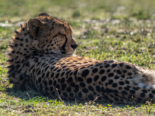 Gepard