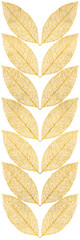Bordure de feuilles dorées, fond blanc 