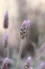 lavender flower