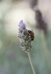 bee on lavender flower