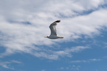 Wild sea bird Seagull in flight against sky