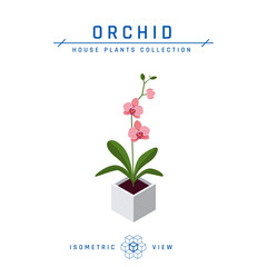 Orchid in pot isometric icon in flat style, vector © marina_ua