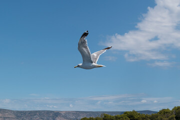 Fototapeta na wymiar Wild sea bird Seagull in flight against sky