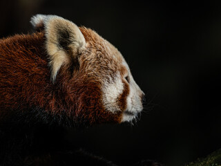 Kleiner Panda - Powered by Adobe