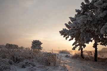 winter, winter landscape, branches in the snow, snow, trees in the snow, winter sun, snow texture, ice texture, texture