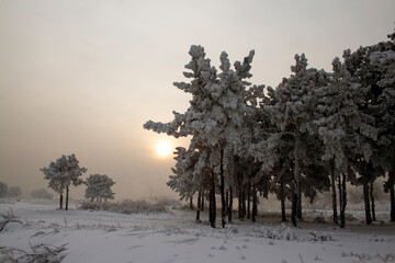 winter, winter landscape, branches in the snow, snow, trees in the snow, winter sun, snow texture, ice texture, texture