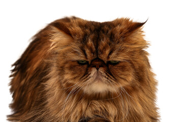 Persian cat looks at the camera. Dissatisfied look. Close-up. Isolated on white background.