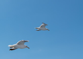 Obraz premium Two wild sea bird Seagull in flight against sky