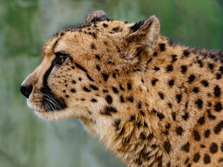 Gepard