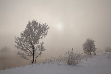 winter, winter landscape, branches in the snow, snow, trees in the snow, winter sun, snow texture, ice texture, texture