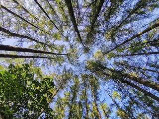 leaves against sky