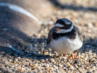 Strand vogel