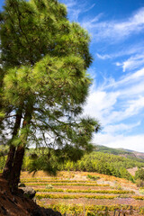 Canary Island pine, the most representative of all canary trees and their existence is reduced to...