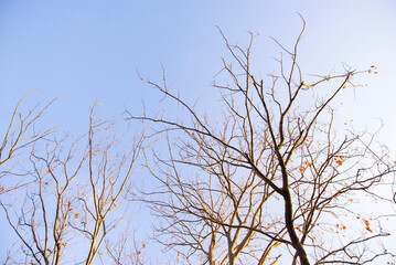 Fototapeta na wymiar Change the trees during the dry season. natural drought