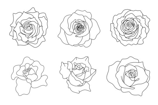 Line art rose flower illustration vector on white background