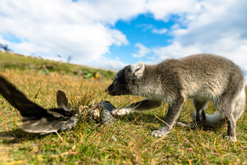 A baby Arctic Fox displaying hunting behaviour in the north of Iceland