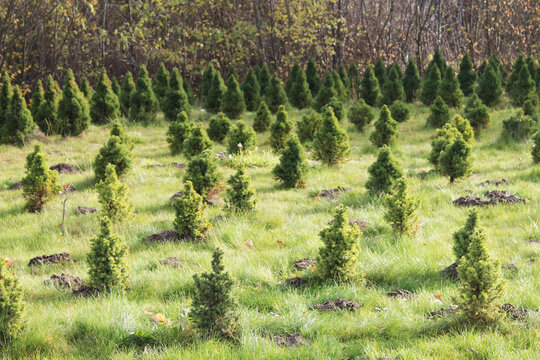 kleine Nadelb&auml;ume, small conifers