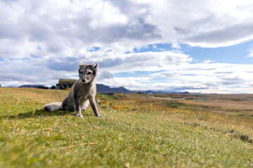 A baby Arctic Fox displaying hunting behaviour in the north of Iceland
