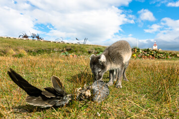 A baby Arctic Fox displaying hunting behaviour in the north of Iceland