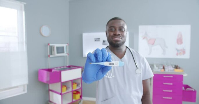 Close up on african american male doctor in medical gloves holding thermometer with high temperature. Vet doctor with stethoscope in medical clothes. Vet clinic at the background.