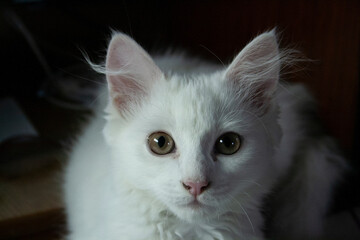 Obraz premium cat, pet, cat at home, portrait of a cat