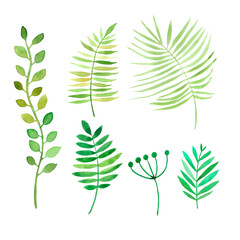 Collection green watercolor herbs, leaves. Watercolour botanical elements isolated on white background. 