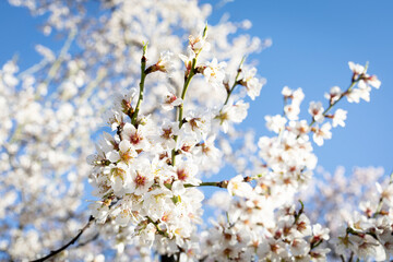 Obraz premium Almond trees in bloom. Trees and branches full of flowers. Almond trees in spring