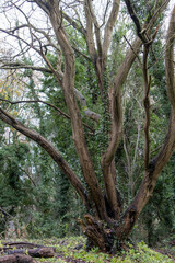 Gnarly Old Tree in the Woods