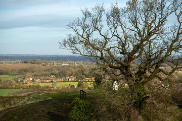 Bare tree on a Hill
