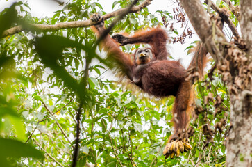 Image of the famous Tanjun Puting National Park, located in Kalimantan, Borneo, Indonesia