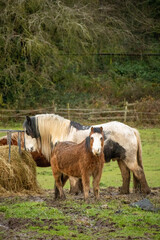 Brown and White Pony