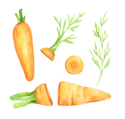 Set of fresh carrot fruits with green leaves. Isolated on white background. Watercolor illustration.