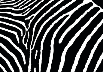 Vector and illustration black zebra print pattern animal Seamless. Zebra skin abstract for printing, cutting, crafts, stickers, web, cover, cover page, wallpaper and more. © onamonstudio