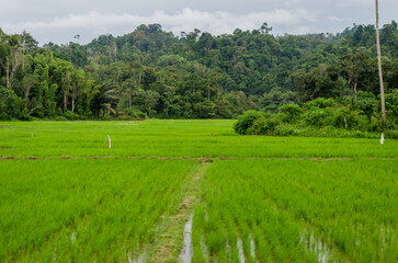 Views in detail of the megalith or Megalitik Palindo, Tadulako, Pokekea, Sleeping, Sepe located in Poso Regency, also rice fields and markets. Sulawesi. Indonesia.

