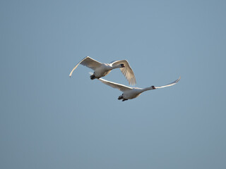Swan in flight