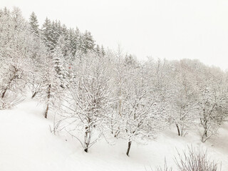 Snowy forest trees in winter. French alps. 