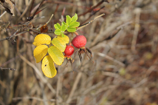Hagebutte , rose hip