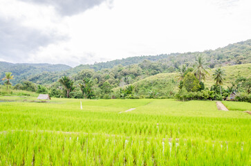 Fototapeta na wymiar Views in detail of the megalith or Megalitik Palindo, Tadulako, Pokekea, Sleeping, Sepe located in Poso Regency, also rice fields and markets. Sulawesi.