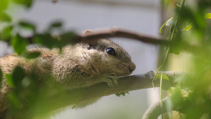 Squirrel sitting on a branch enjoying the sun