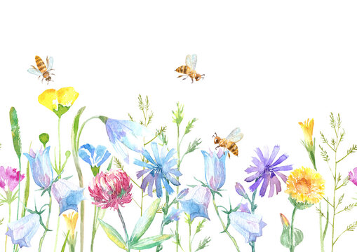 Floral seamless border of a bee, wild flowers and herbs on a white background.Buttercup, clover,bluebell,vetch,timothy grass,lobelia,spike. Watercolor hand drawn illustration.	