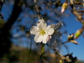 close-up of an almond flower on a tree branch against a blue sky on a sunny day in Agrigento, Italy